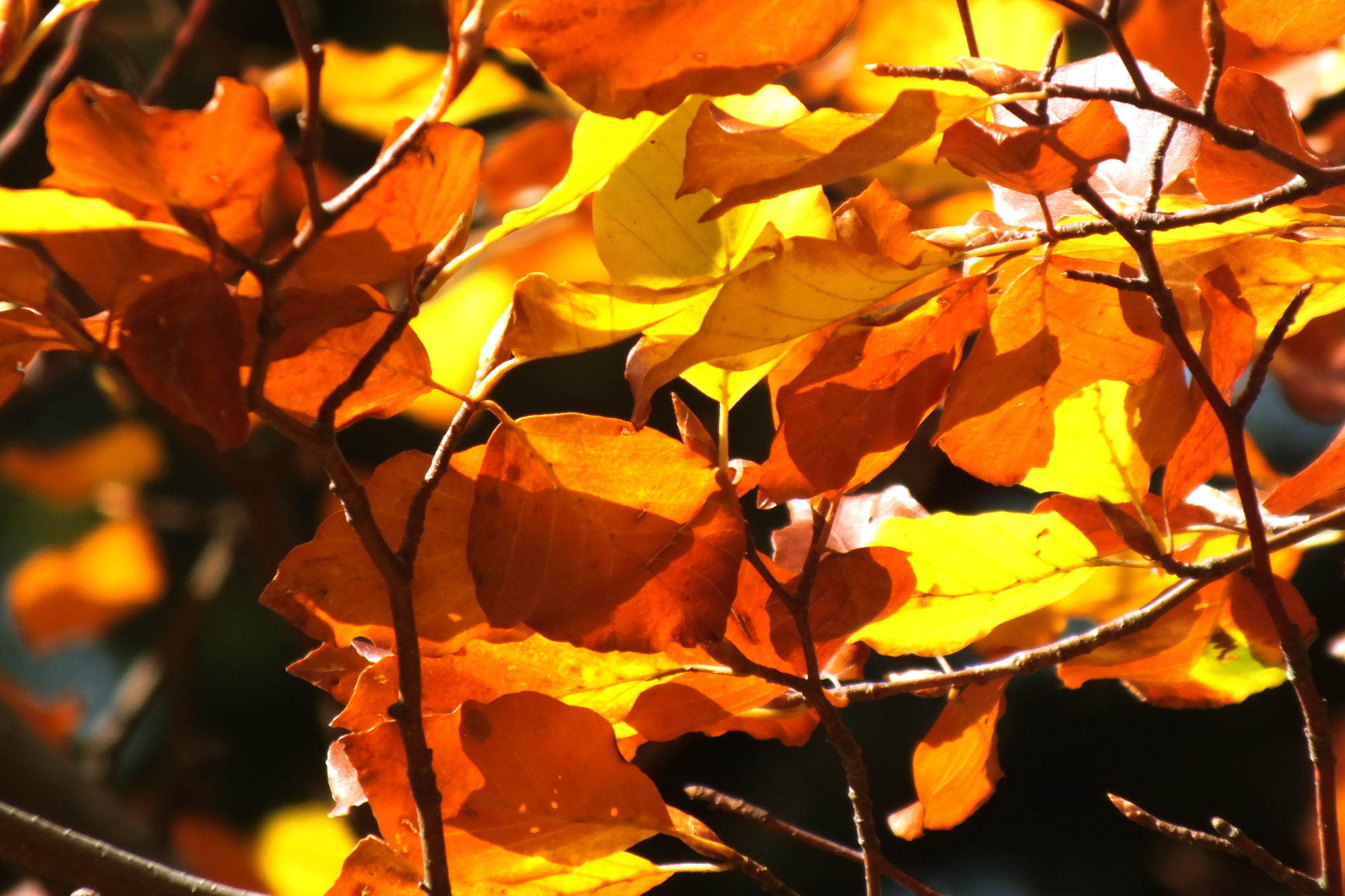 Tournée d’automne